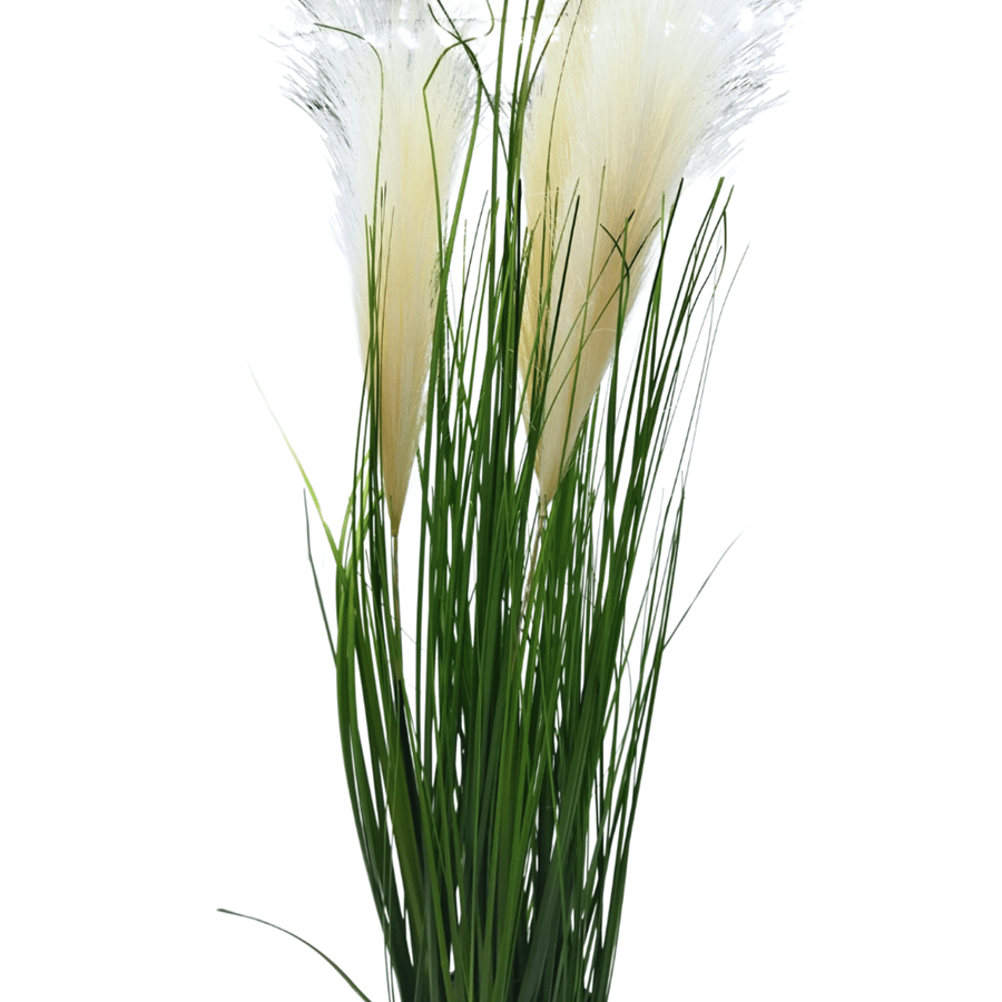 PLANTA CAPIM DOS PAMPAS