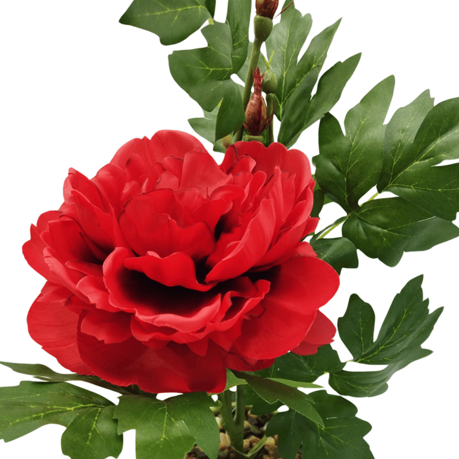 PEONIA VASO VERMELHO